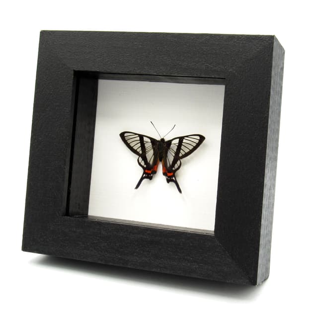 Real Clearwing butterfly framed taxidermy - Chorinea sylphina - Victorian mount
