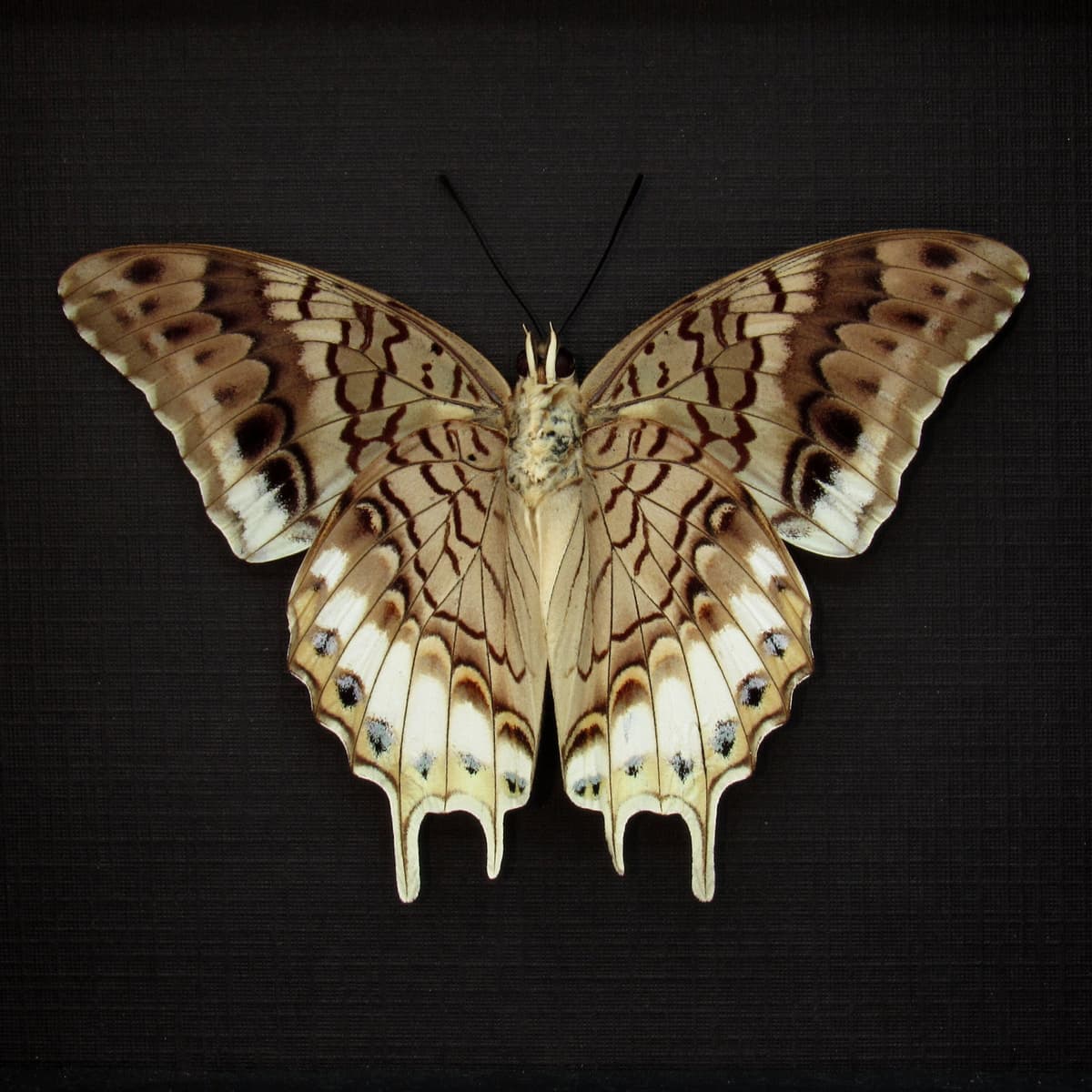 Real butterfly framed taxidermy - Charaxes orilus - Victorian mount