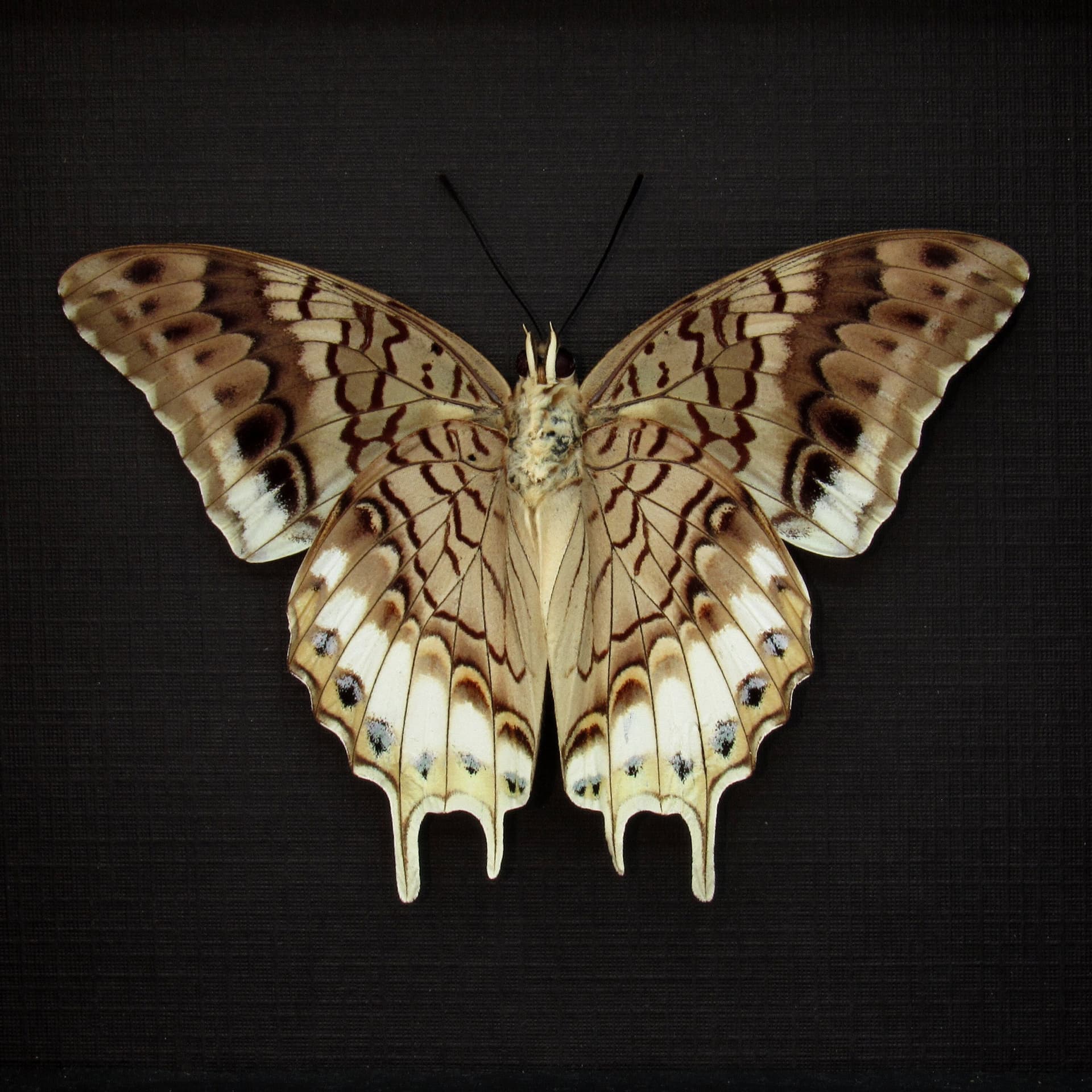 Real butterfly framed taxidermy - Charaxes orilus - Victorian mount
