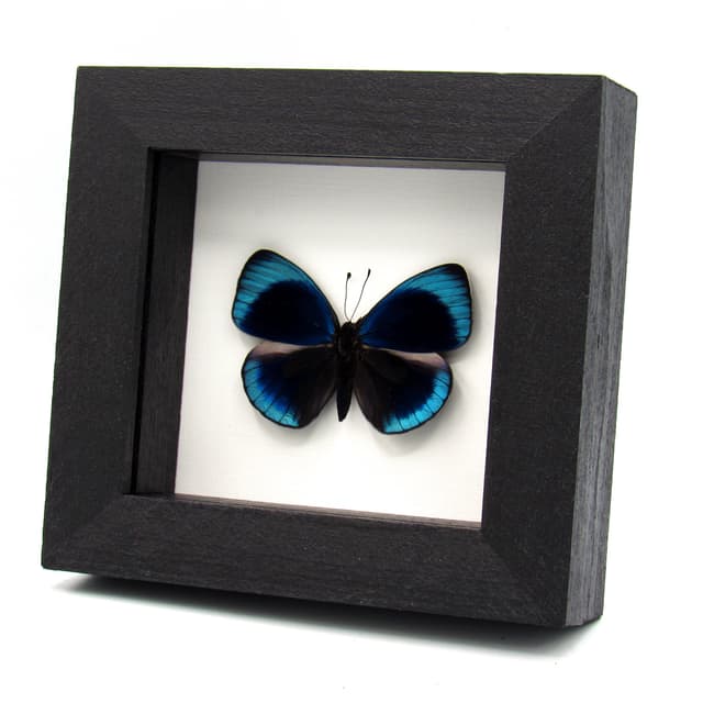 Real metallic blue butterfly framed taxidermy - Asterope leprieuri