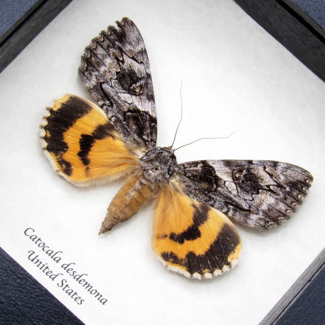 Real yellow Underwing moth framed taxidermy - Catocala desdemona
