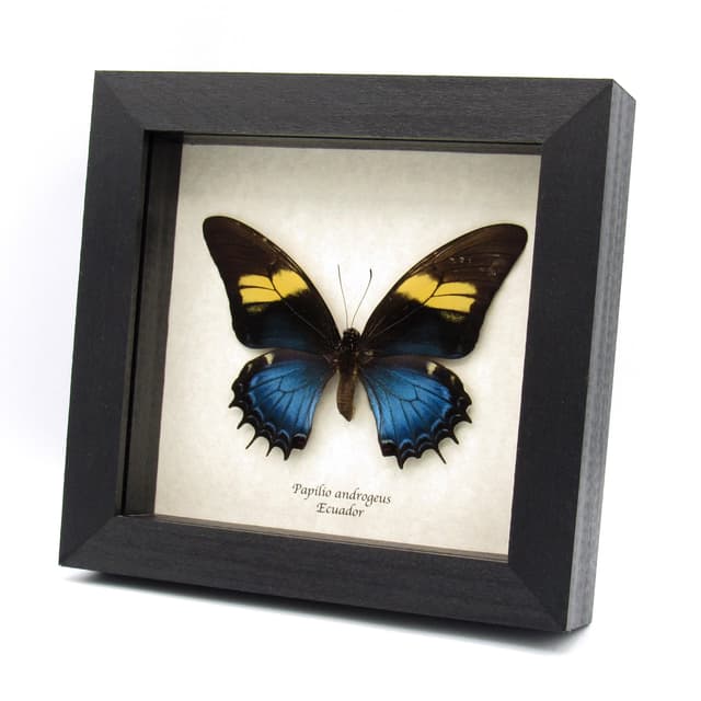Rare blue Queen Swallowtail butterfly framed specimen  - Papilio androgeus - female