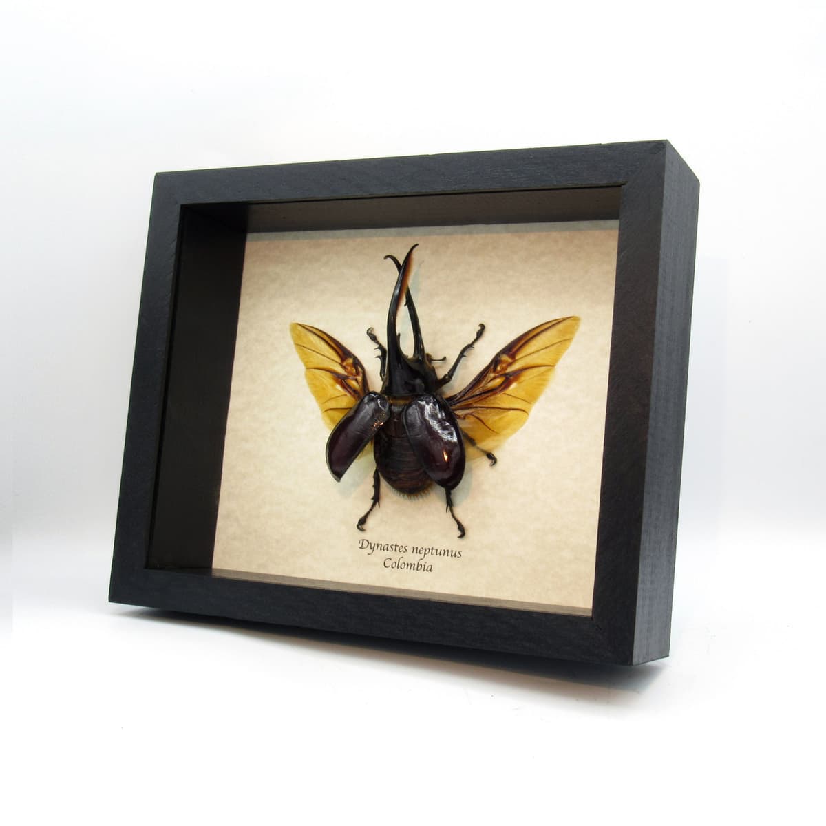 Real Giant Neptune beetle framed taxidermy - Dynastes neptunus