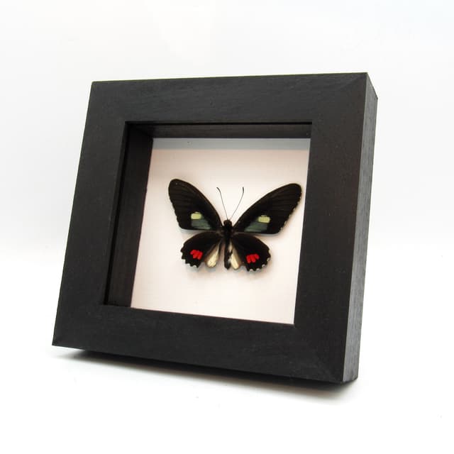 Real Variable Cattleheart butterfly framed taxidermy - Parides erithalion