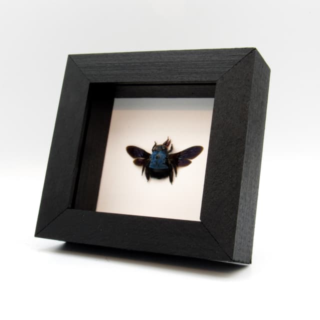 Real blue carpenter bee framed taxidermy - Xylocopa cerulea