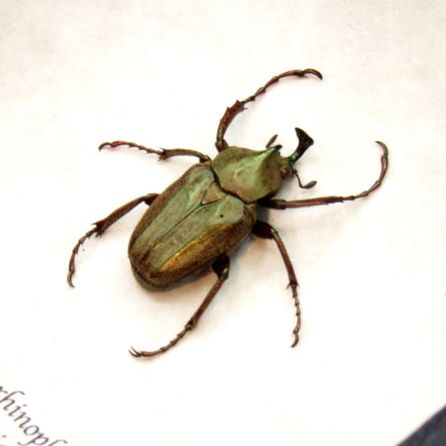Tiny real Bronze Flower beetle framed taxidermy - Mycteristes rhinophyllus