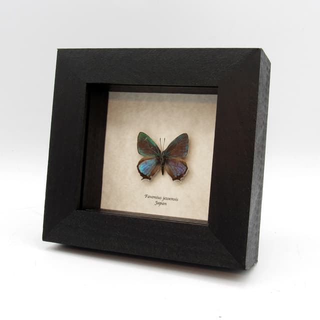 Real iridescent blue/green Hairstreak butterfly framed taxidermy - Favonius jezoensis