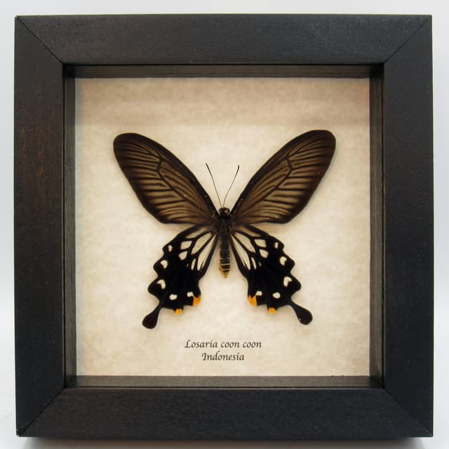 Real framed taxidermy Clubtail butterfly - Losaria coon coon - female
