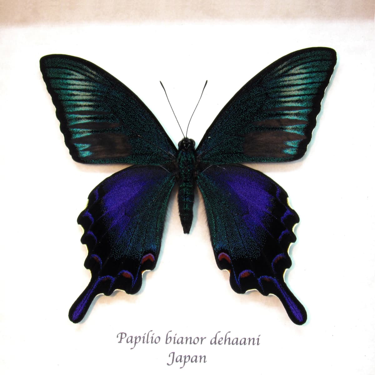 Real black Peacock butterfly framed taxidermy - Papilio bianor dehaani tokaraensis - spring form