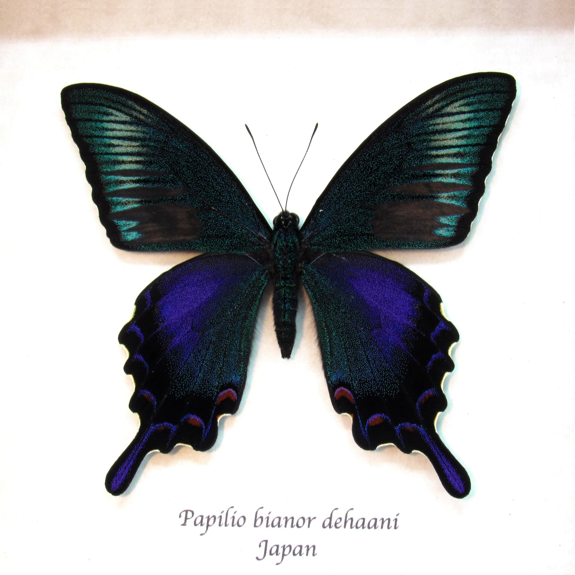 Real black Peacock butterfly framed taxidermy - Papilio bianor dehaani tokaraensis - spring form