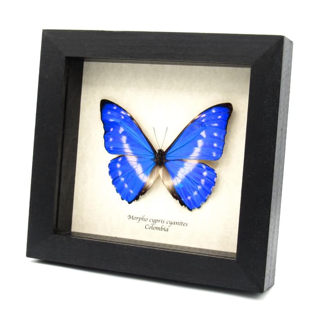 Rare Blue Morpho butterfly framed taxidermy - Morpho cypris cyanites