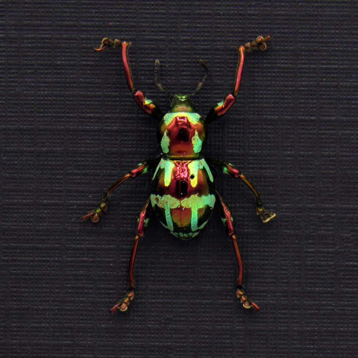 WEEVIL MANIA!  Real metallic red and green weevil framed taxidermy - Pachyrhynchus gloriosus - female