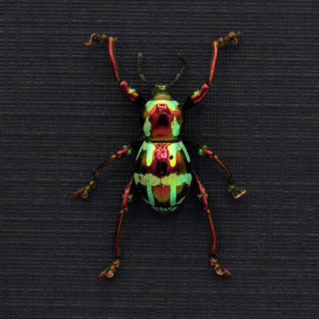 WEEVIL MANIA!  Real metallic red and green weevil framed taxidermy - Pachyrhynchus gloriosus - female