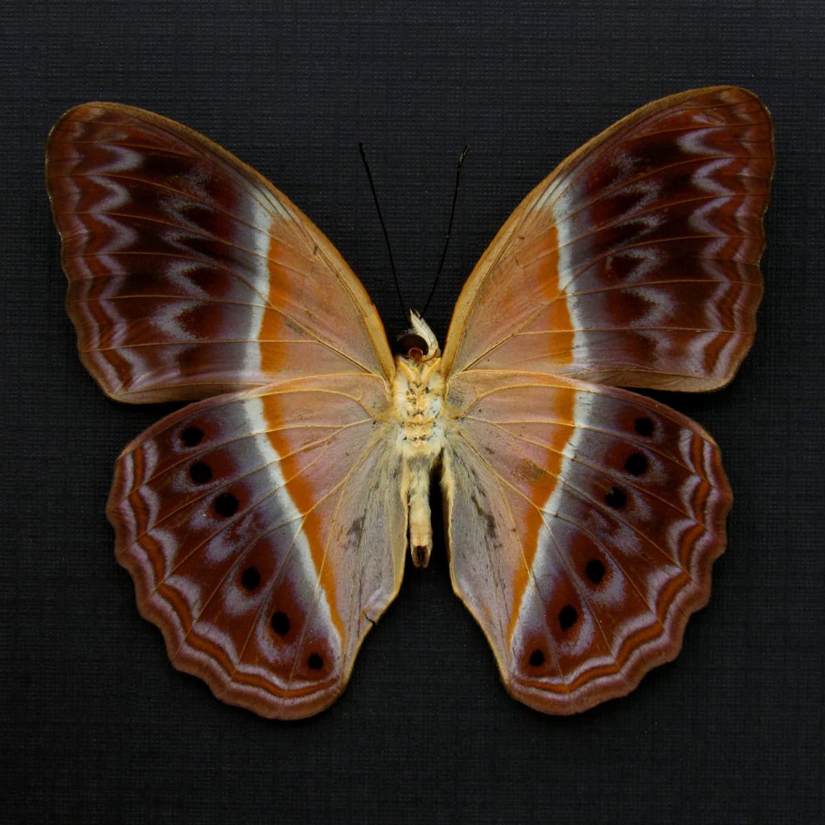Rare Prismatic butterfly framed taxidermy - Cirrochroa regina