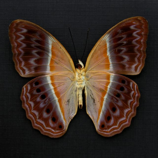 Rare Prismatic butterfly framed taxidermy - Cirrochroa regina