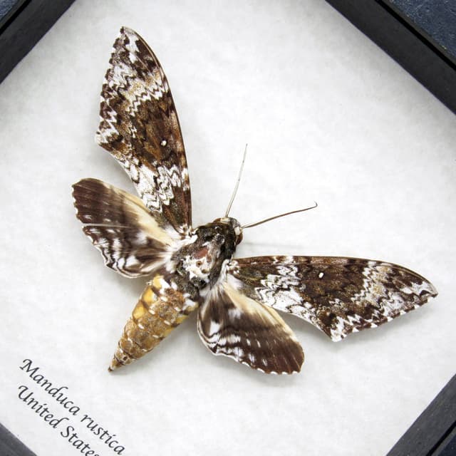 Real large Rustic Sphinx moth framed taxidermy - Manduca rustica - large female