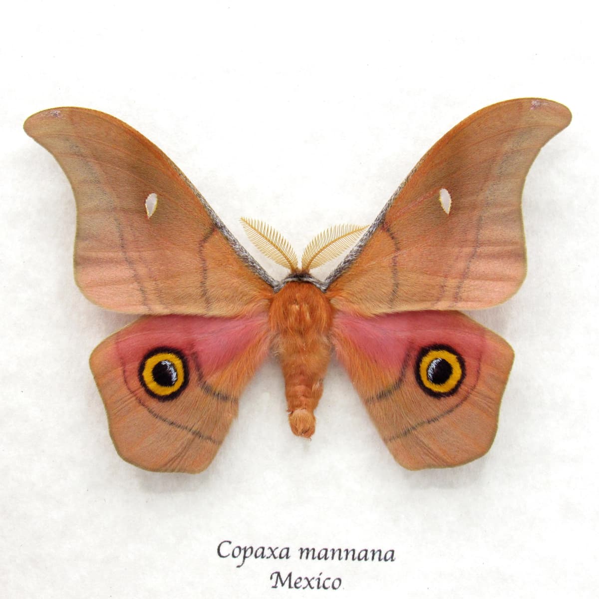 Rare pink Mexican Silk moth framed taxidermy - Copaxa mannana