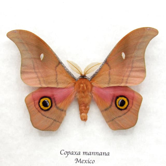 Rare pink Mexican Silk moth framed taxidermy - Copaxa mannana