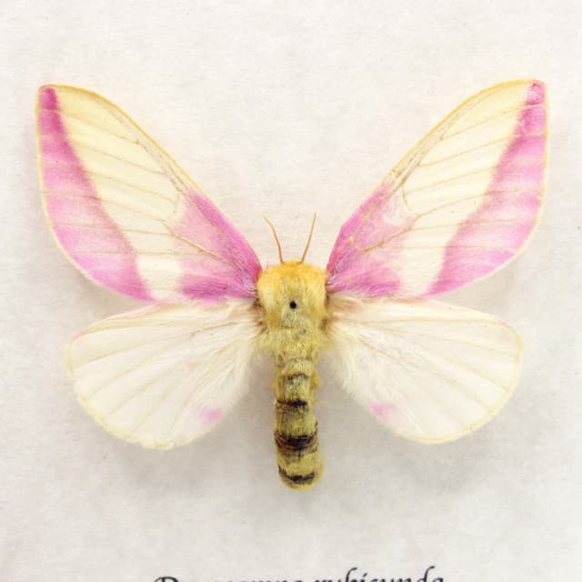 Real pink Rosy Maple moth framed taxidermy - Dryocampa rubicunda - large female