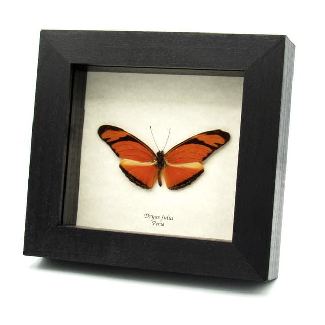 Real orange Julia Longwing butterfly framed taxidermy - Dryas julia