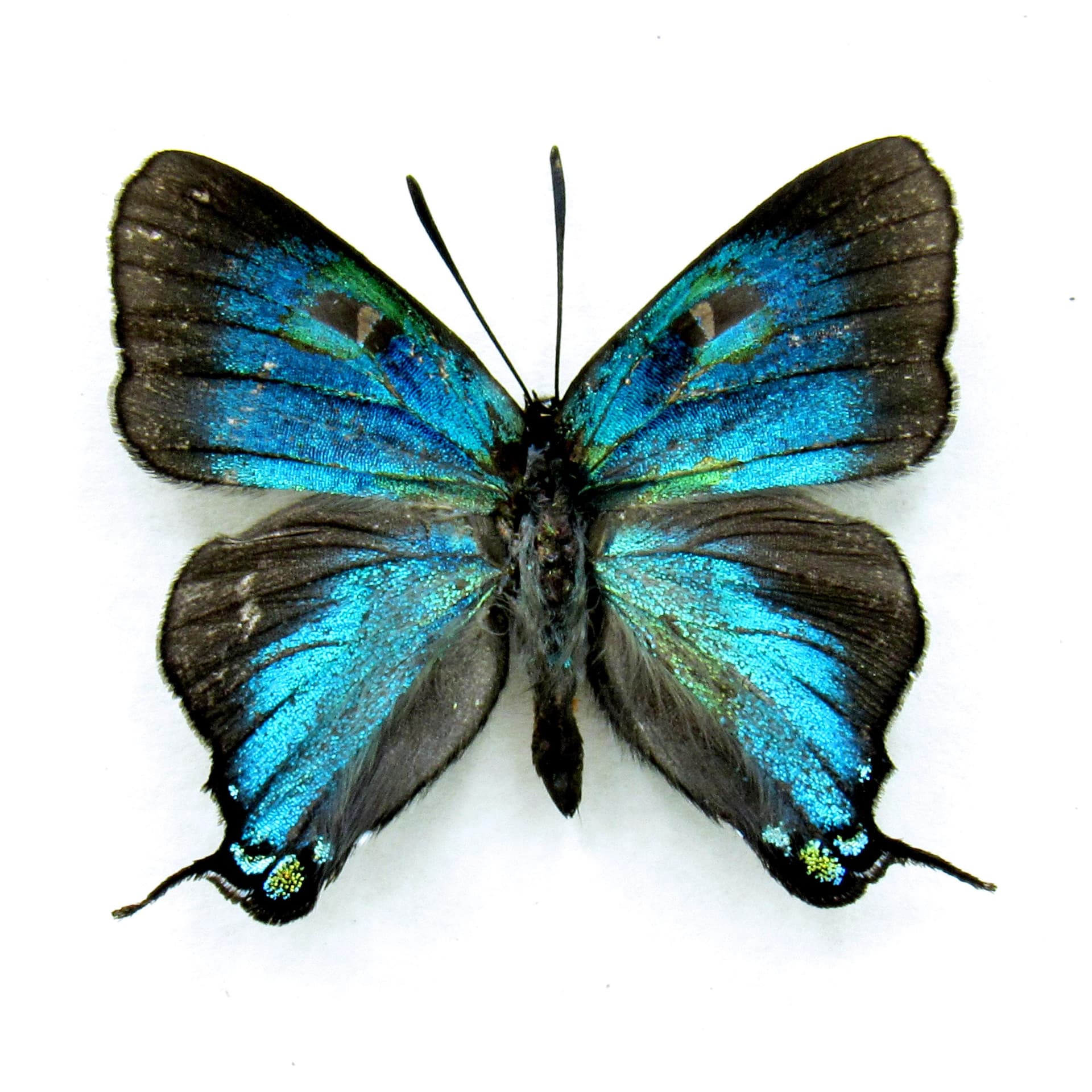 Real Great Purple Hairstreak butterfly framed taxidermy - Atlides halesus