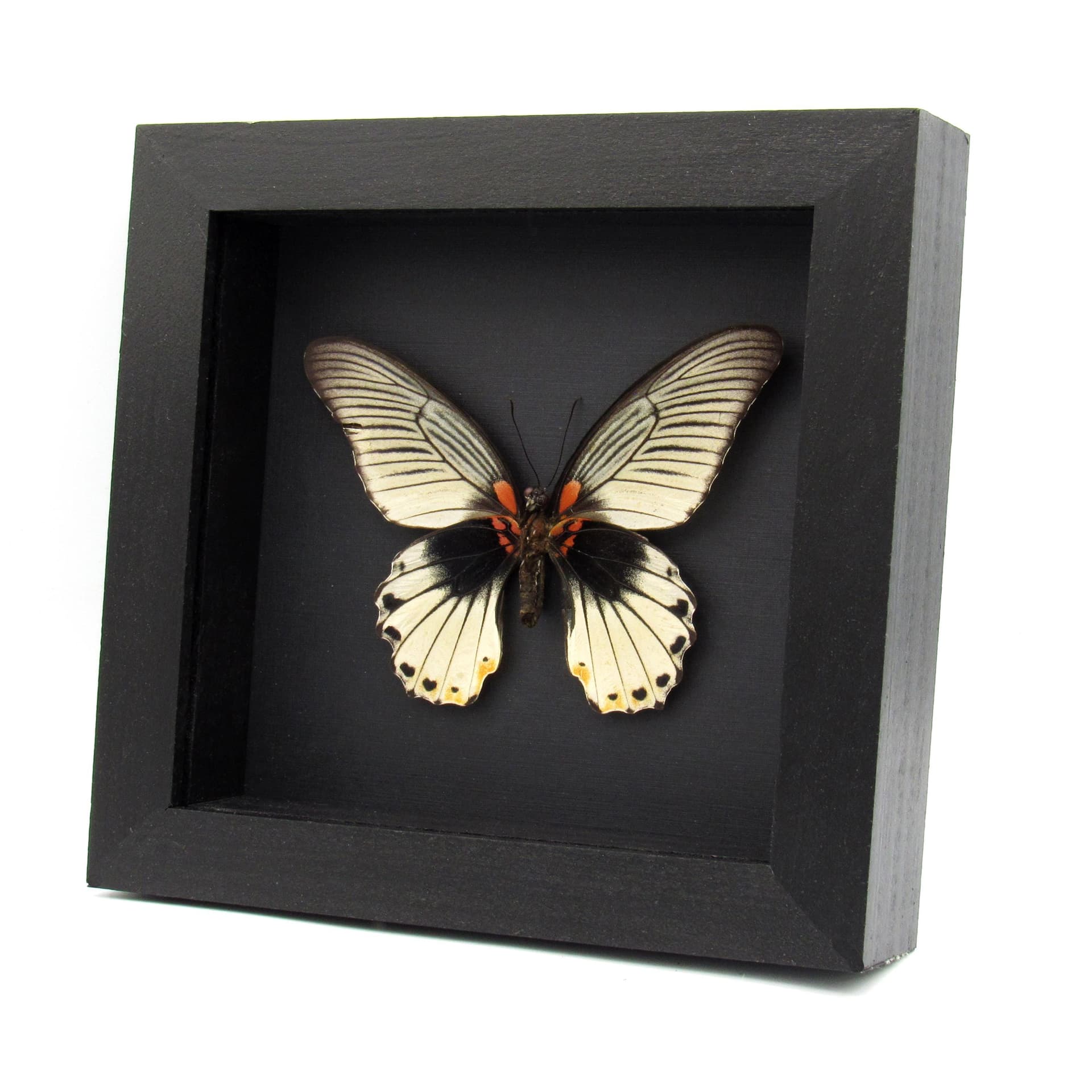 Real Great Mormon butterfly framed - Papilio memnon agenor - white form - female - minor damage/repair