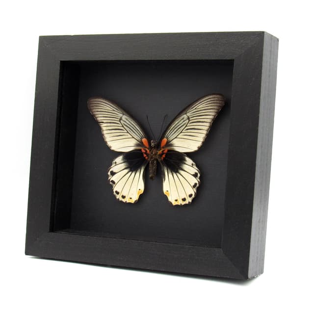 Real Great Mormon butterfly framed - Papilio memnon agenor - white form - female - minor damage/repair