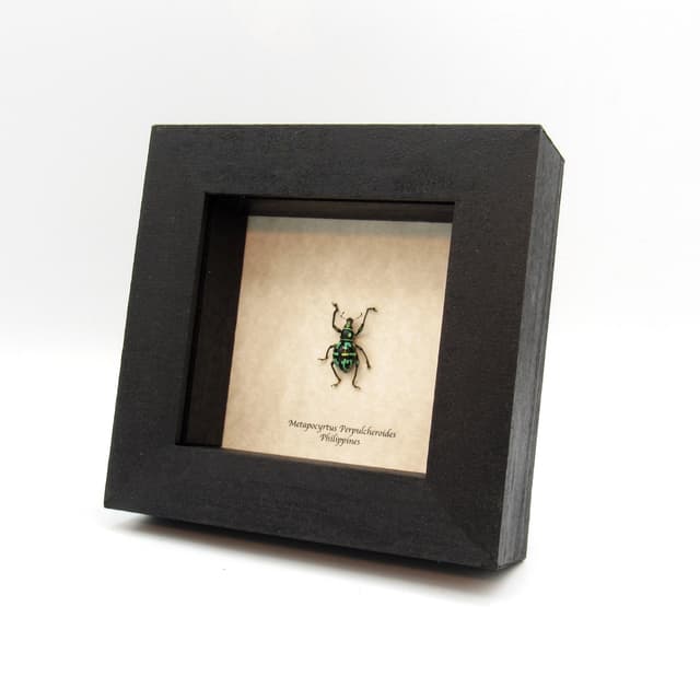 WEEVIL MANIA - Real green metallic beetle framed taxidermy - Metapocyrtus perpulcheroides - large female