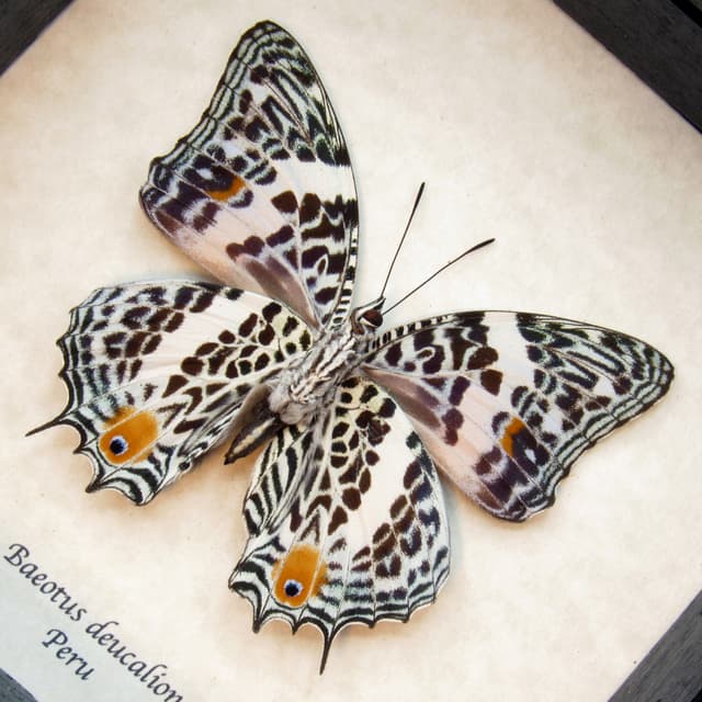 Real butterfly framed taxidermy - Baeotus deucalion