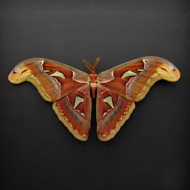 XL framed Atlas moth framed taxidermy - Attacus atlas - Victorian mount - 8.8" wingspan