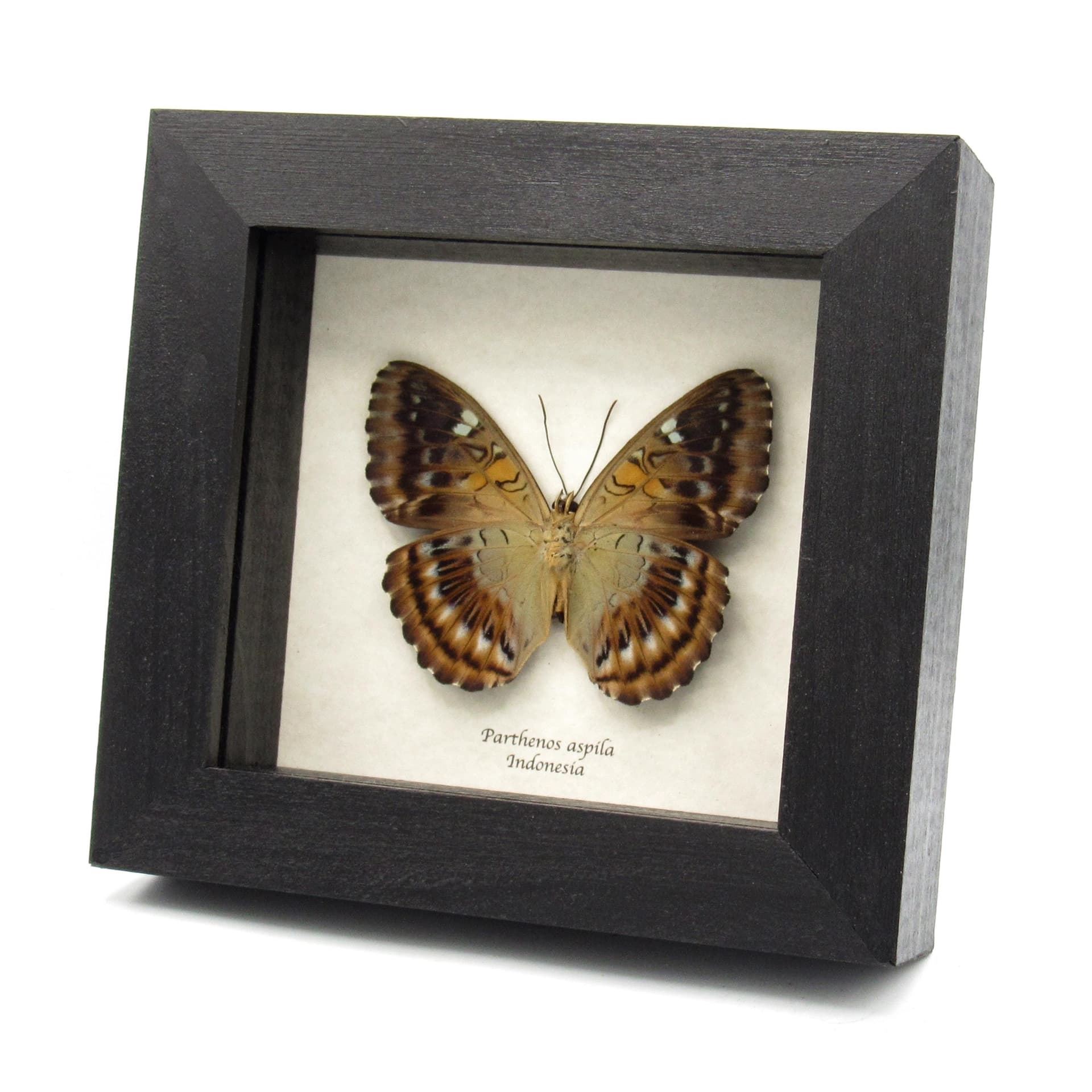 Real Guinea Clipper butterfly framed taxidermy - Parthenos aspila