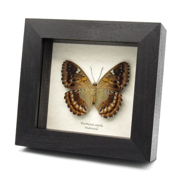 Real Guinea Clipper butterfly framed taxidermy - Parthenos aspila