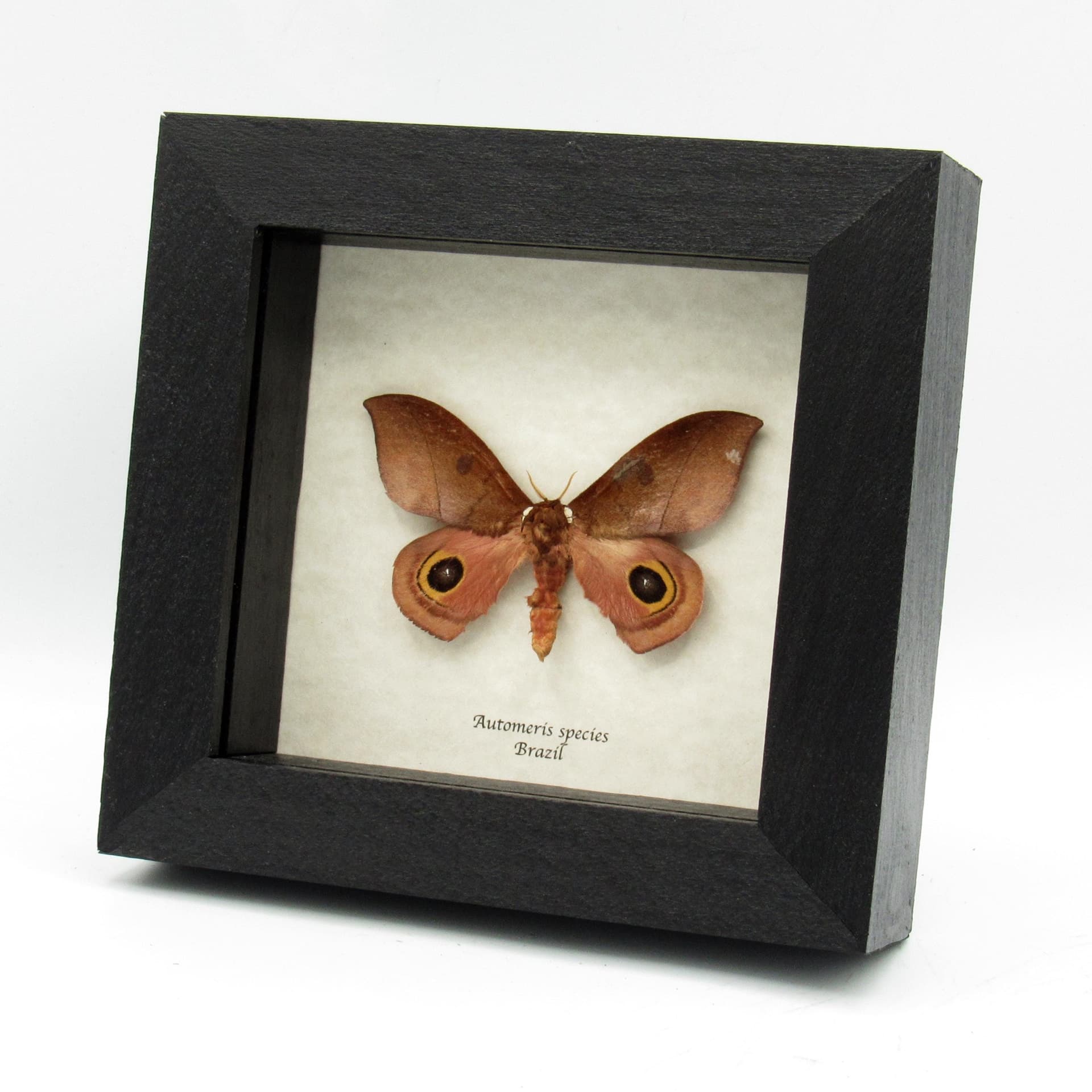 Real Saturn moth framed taxidermy - Automeris species