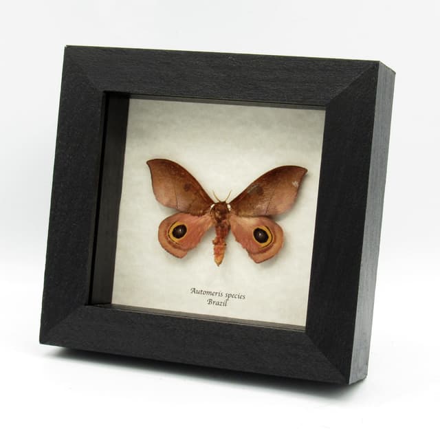 Real Saturn moth framed taxidermy - Automeris species