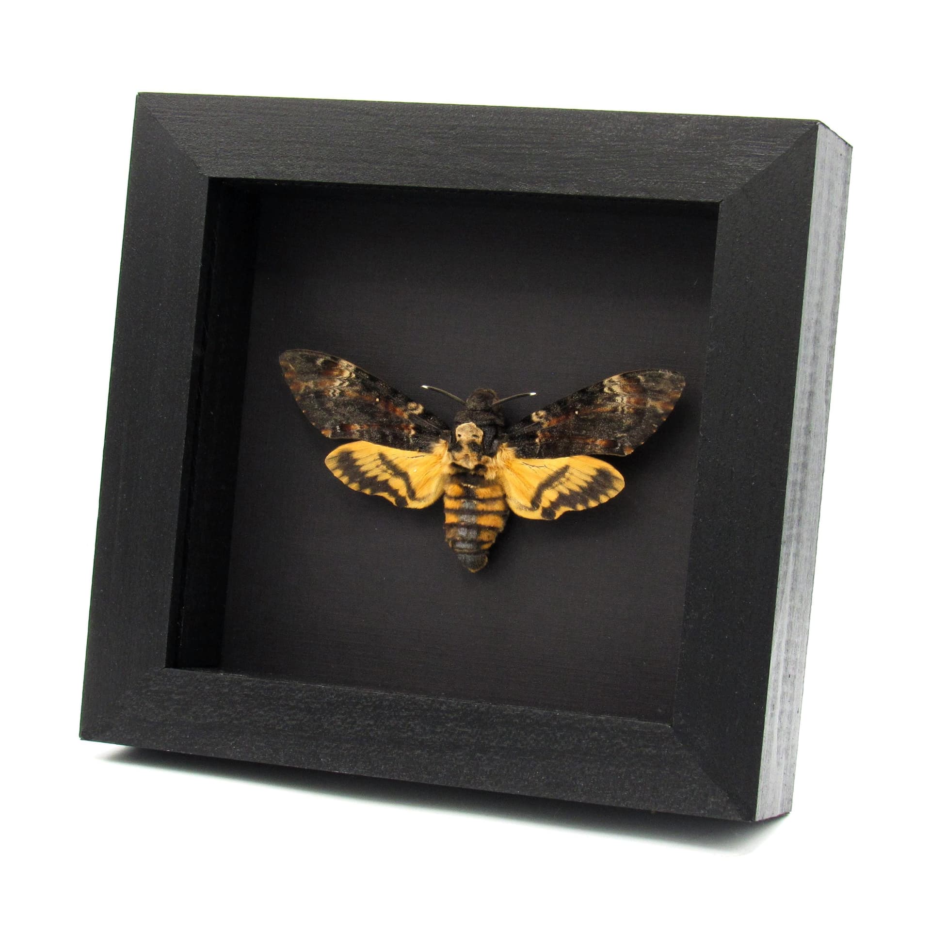 Real Large Death's-head Hawkmoth framed taxidermy moth - Acherontia atropos