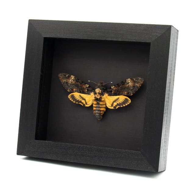 Real Large Death's-head Hawkmoth framed taxidermy moth - Acherontia atropos