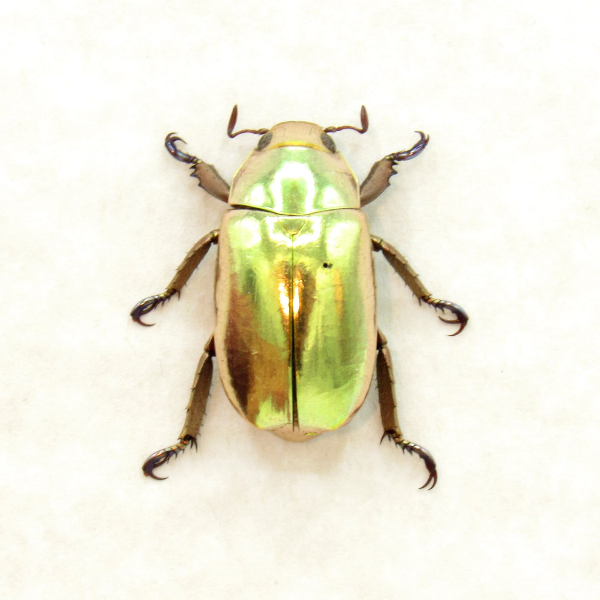 Real gold metallic jewel beetle framed taxidermy - Chrysina resplendens