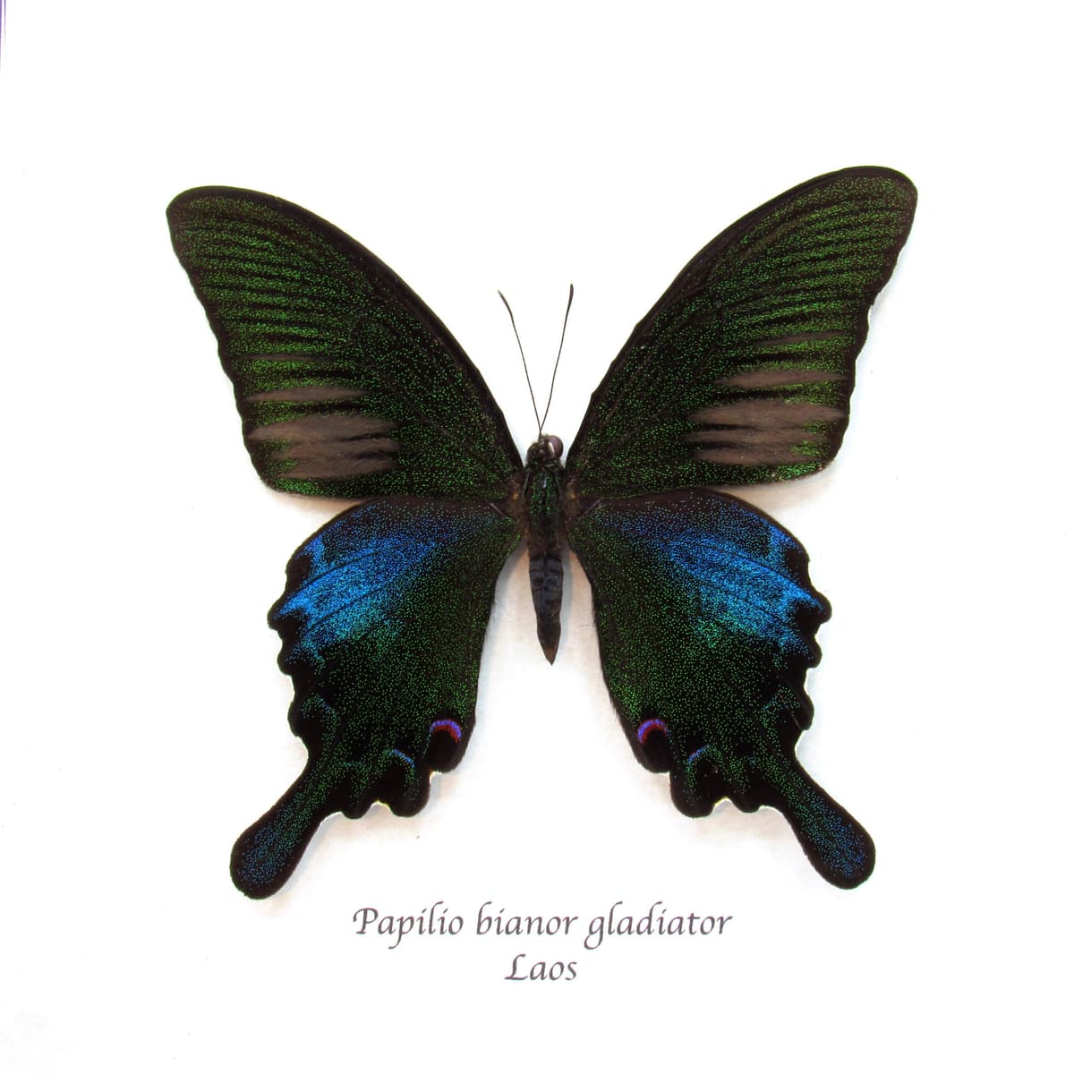 Real black Peacock butterfly framed taxidermy - Papilio bianor gladiator - Spring form