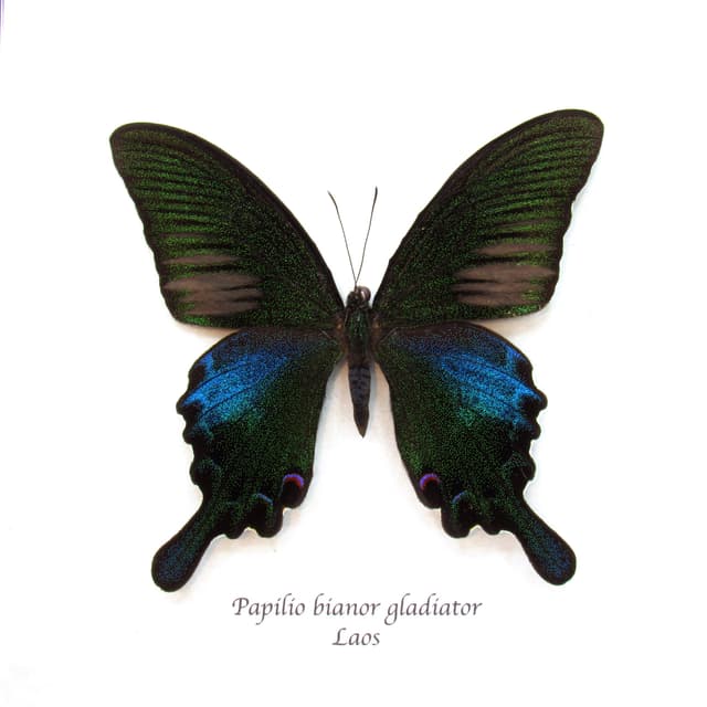 Real black Peacock butterfly framed taxidermy - Papilio bianor gladiator - Spring form