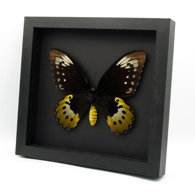 Real MASSIVE butterfly framed taxidermy - Ornithoptera goliath supremus - female - 6.95 inch wingspan