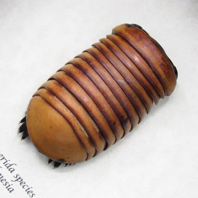 Giant Roly Poly (Pill-Millipede) framed taxidermy - Glomerida species