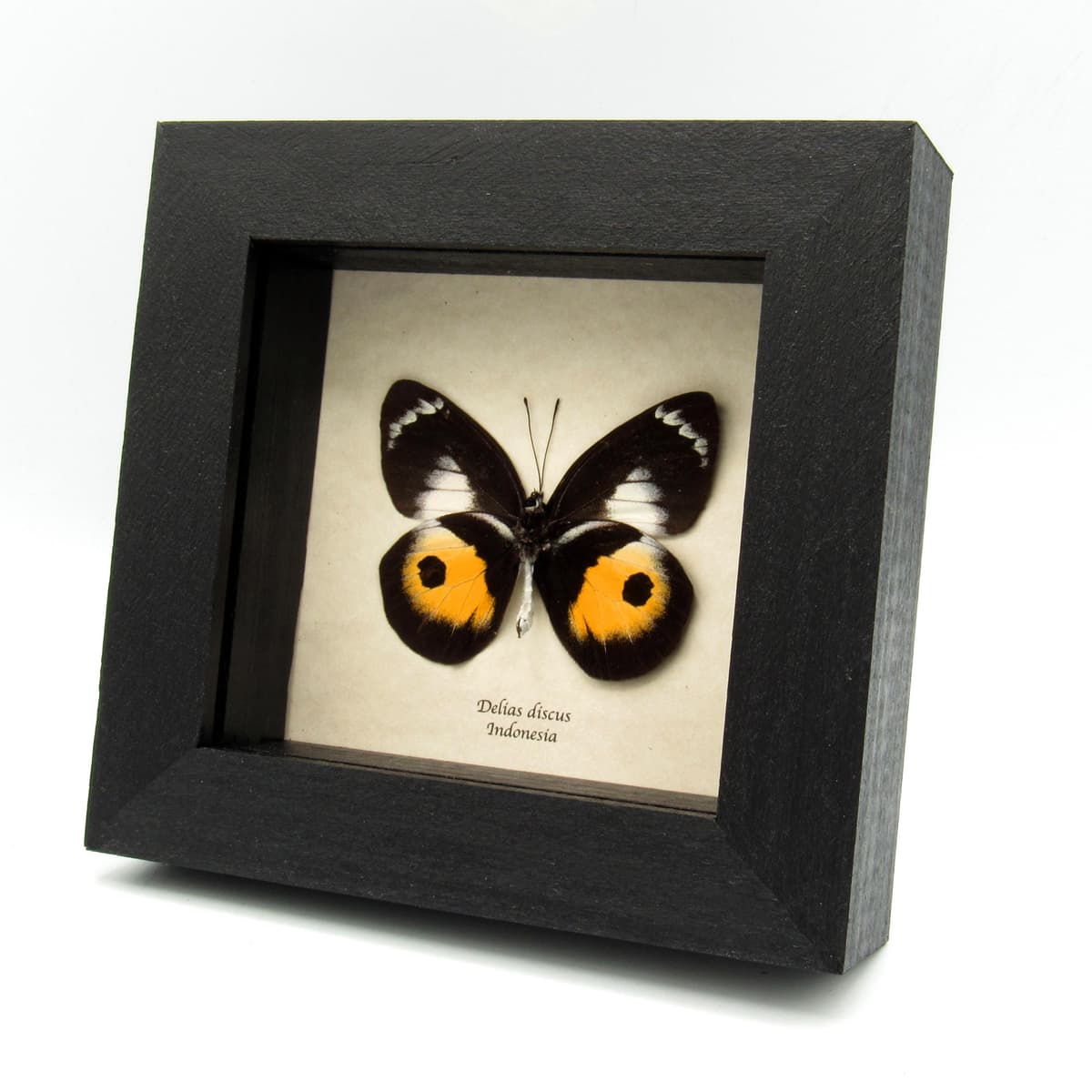 Real yellow Delias butterfly framed taxidermy - Delias discus