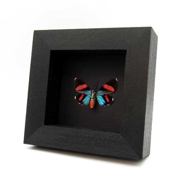 Real metallic Day Flying moth framed taxidermy - Hypocrita glauca