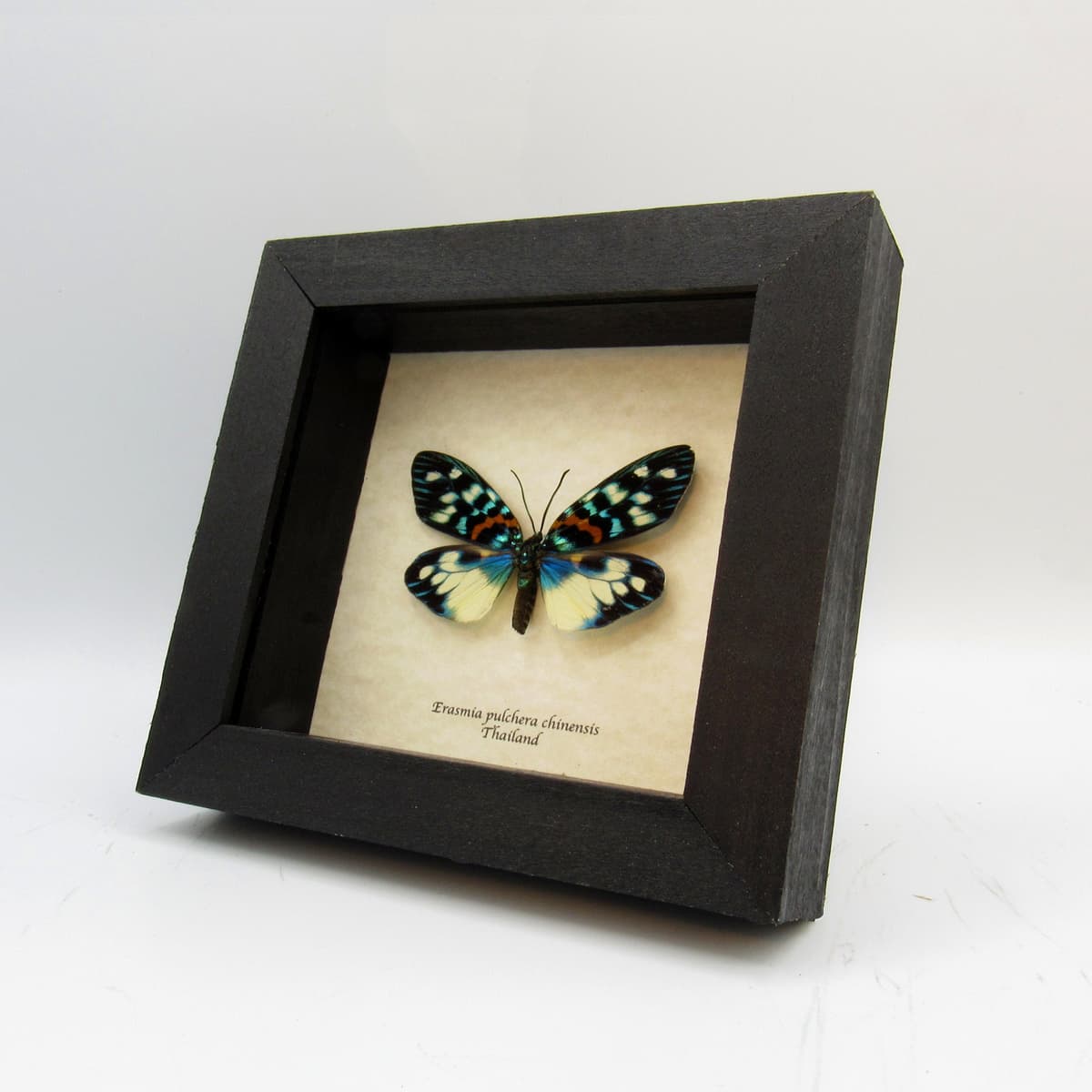 Real metallic Day Flying moth framed taxidermy - Erasmia pulchera chinensis - large female