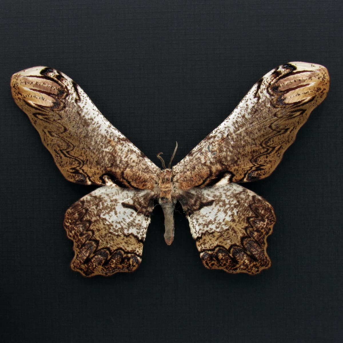 Rare Giant Saturn moth framed taxidermy - Loxolomia serpentina