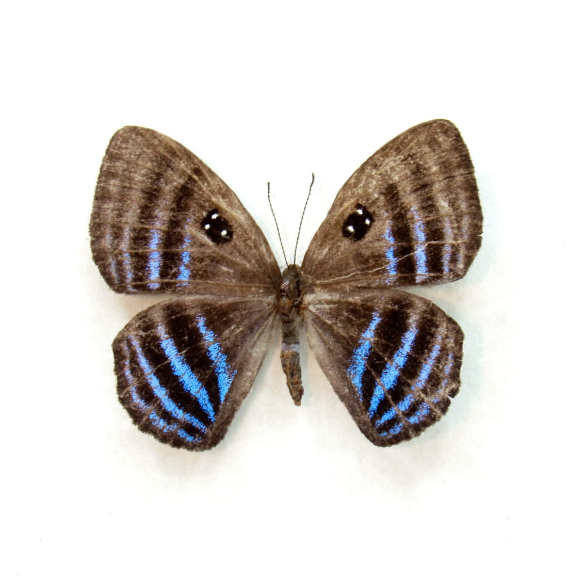Rare blue Metalmark butterfly framed taxidermy - Mesosemia erinnya