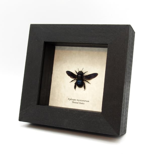 Real large Mexican Carpenter bee framed taxidermy - Xylocopa mexicanorum