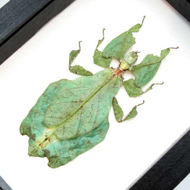 Worlds largest Walking Leaf insect framed taxidermy - Phyllium giganteum - female