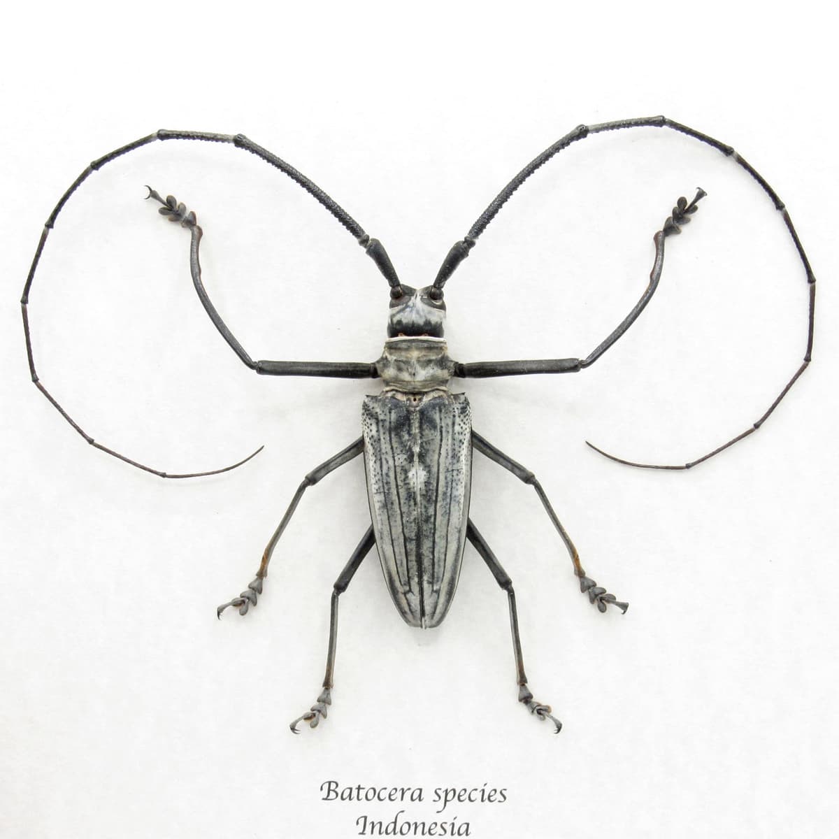 Rare GIANT white Longhorn beetle framed taxidermy - Batocera species