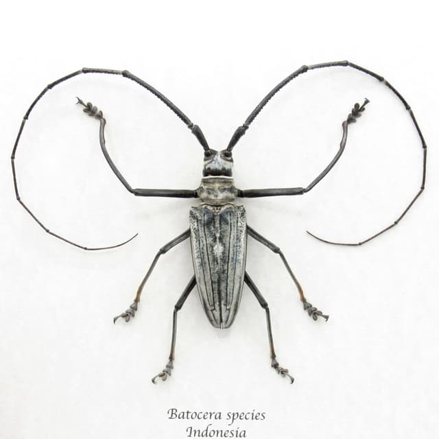 Rare GIANT white Longhorn beetle framed taxidermy - Batocera species